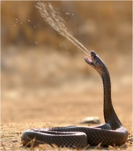 Cobra Snake Spraying Venom
