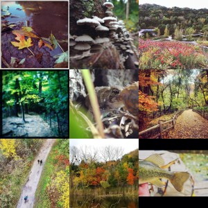 Fall4Ravines Collage 2